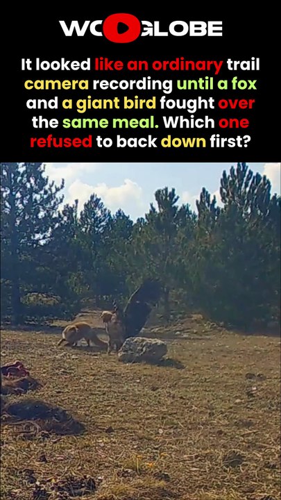 The Fox and Vulture's INTENSE Battle Over a Carcass