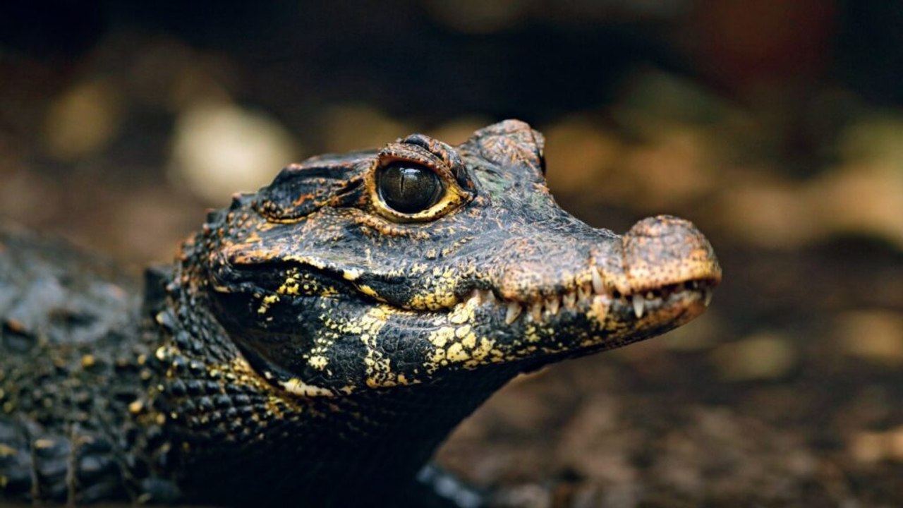 Meet the Orange Dwarf Cave Crocodiles: Crocs th...