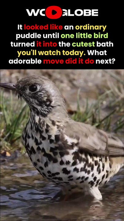 The Mistle Thrush's ADORABLE Bath Is Pure Joy to Watch