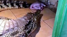Try Feeding The Chicken Very Carefully