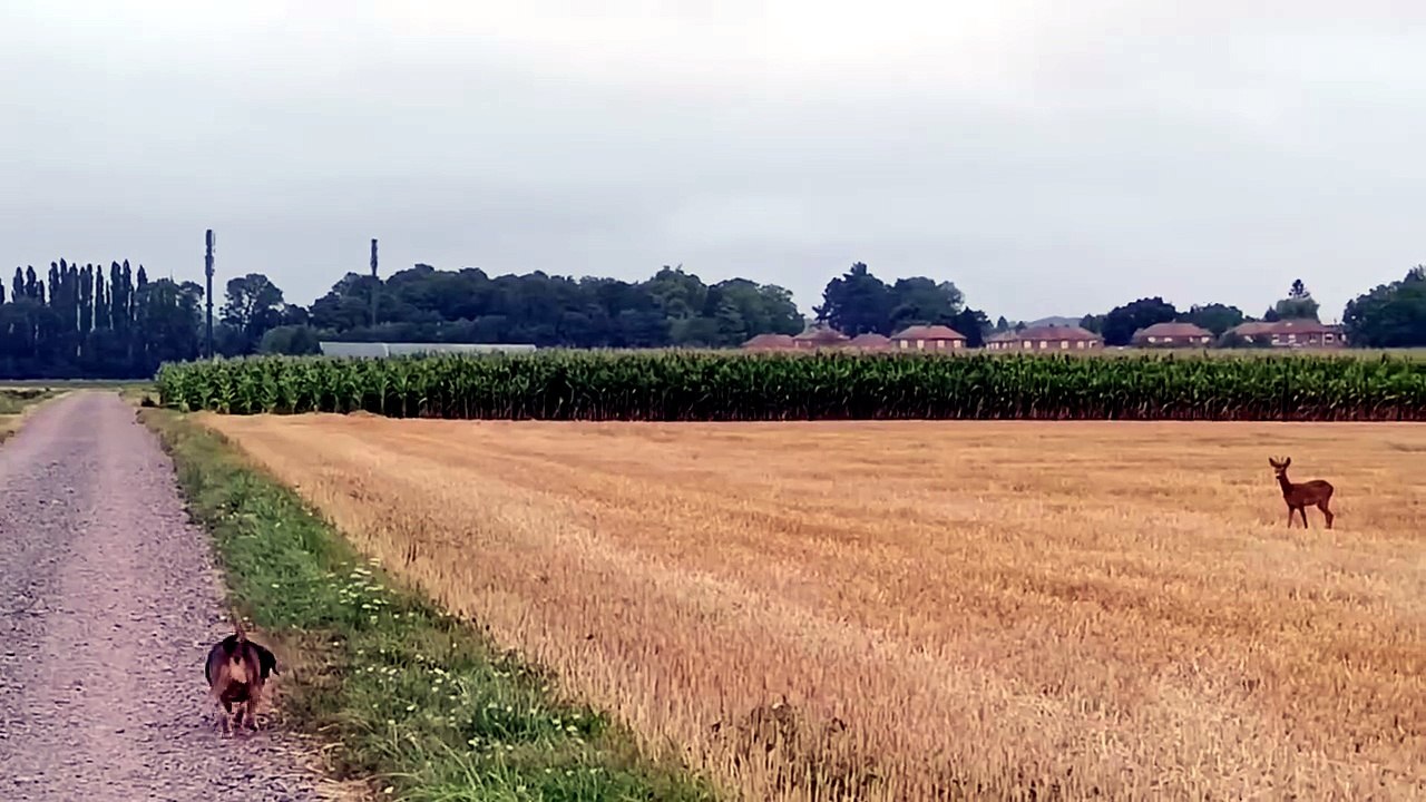 chevreuils joueurs