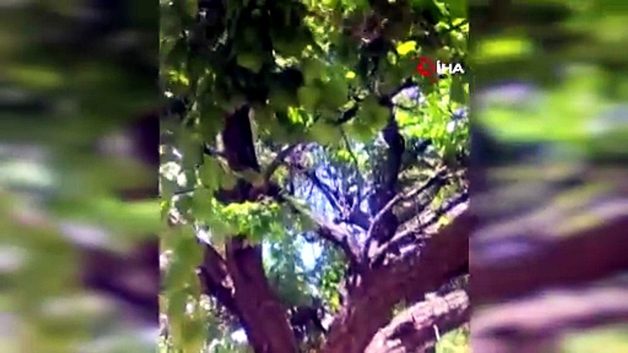Kayısı ağacı doğal kovan oldu: Binlerce arı oyuğa yerleşti!