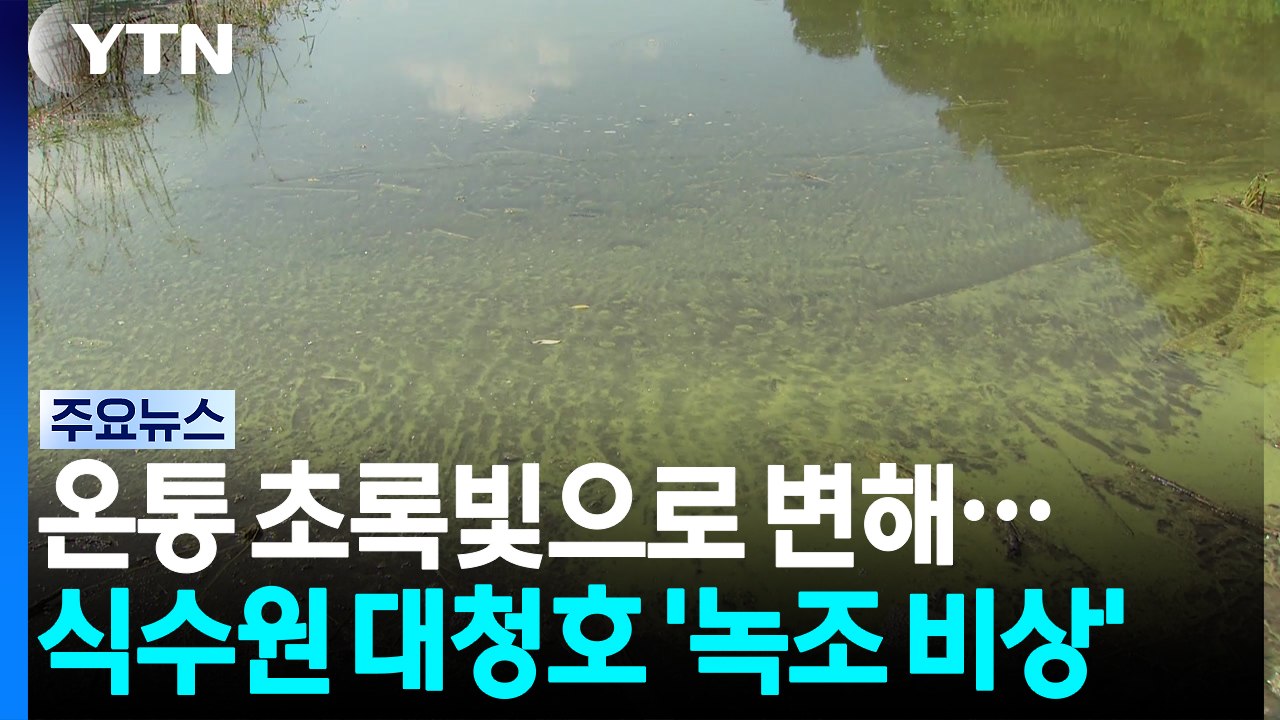 연이은 폭염에 충청권 식수원 대청호 '녹조 비상' / YTN