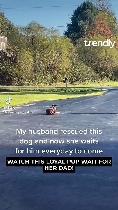 Heartwarming Rescue Dog Anticipates Owner's Arrival Daily