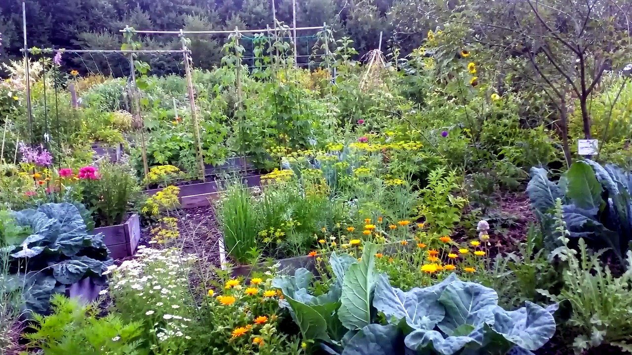 Why Amish Gardens Never Have Pests — The One "Stick" Method Corporations Hate.