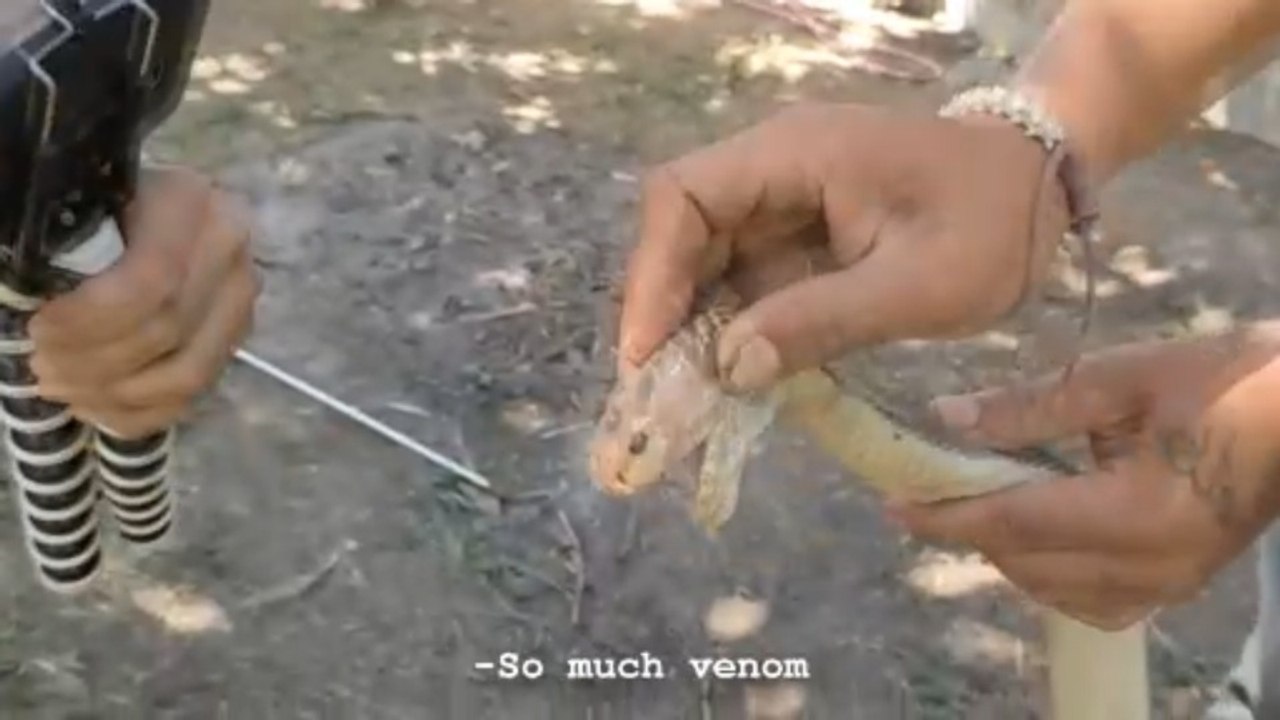 Deadly Duo: A Monitor Lizard and a Fat Cobra Eye These Piglets! Cobra Hunt | English Subtitles
