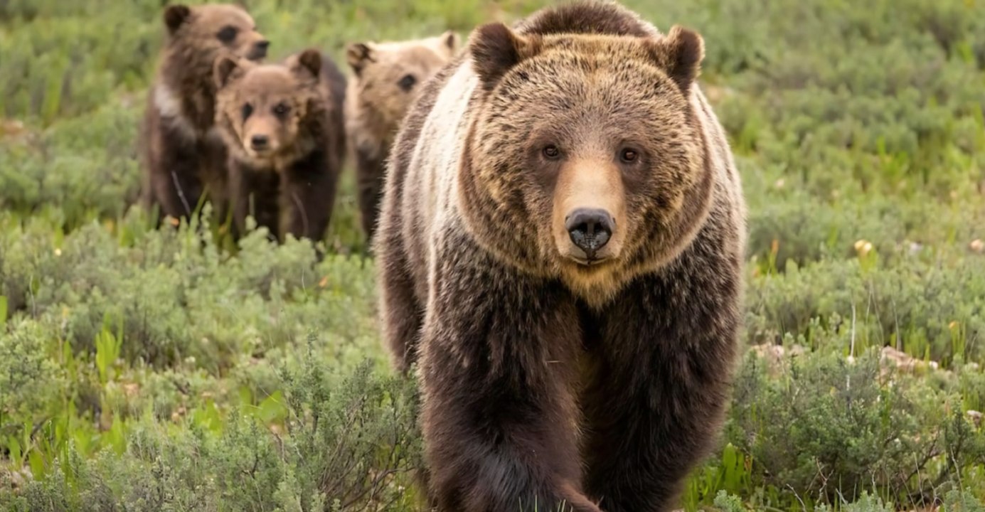 Grizzly protections urged as climate policy changes loom