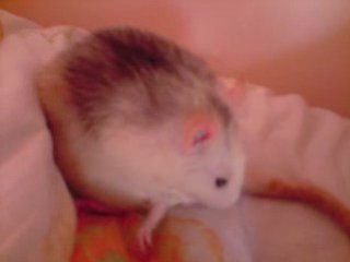mon rat