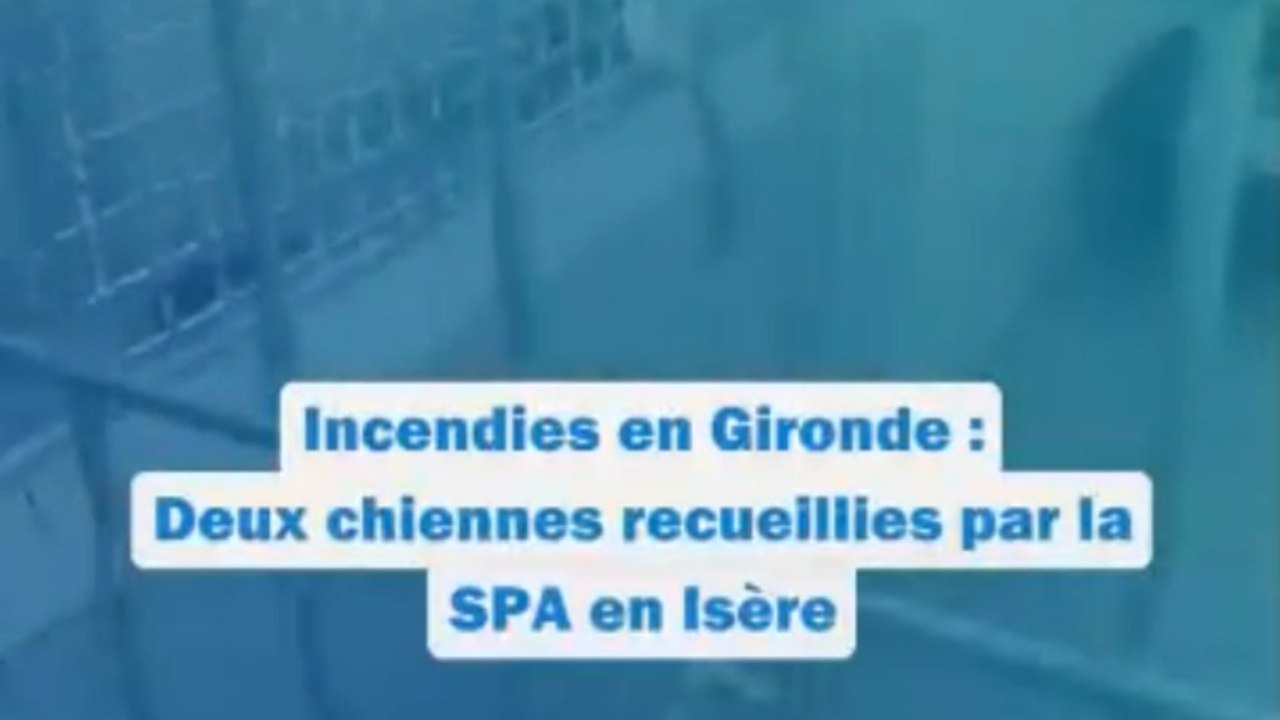Incendie en Gironde : deux chiennes recueillies par la SPA en Isère