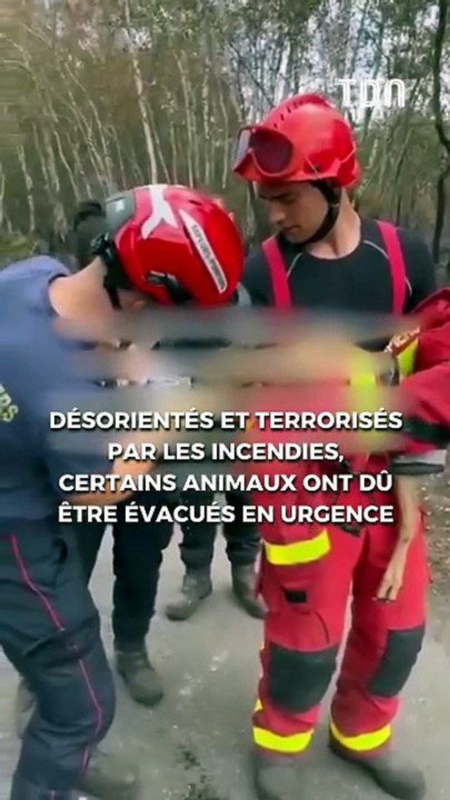 Un sanglier s’approche des touristes sur une plage du Var