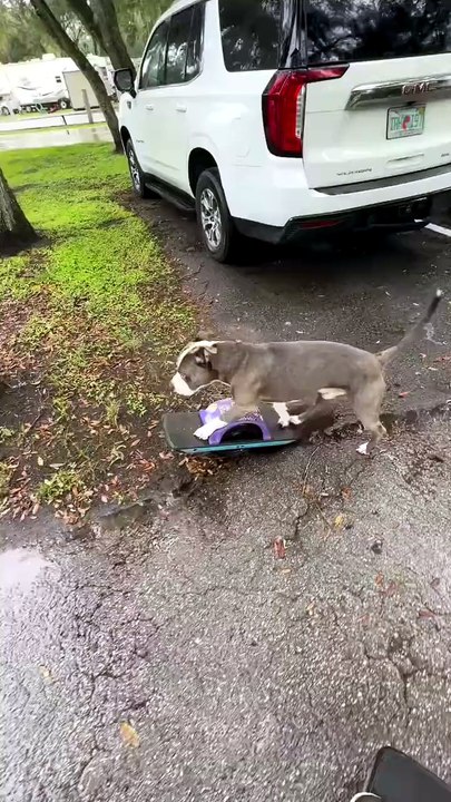Un chien sur un onewheel