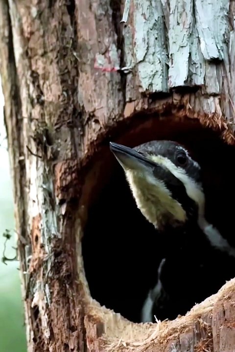 Wildlifes short EP05