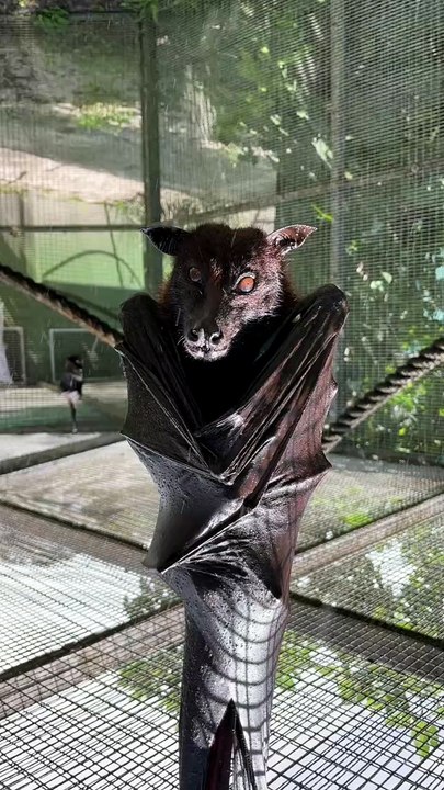 The Secret Life of a Banana Bat 🦇 Day15