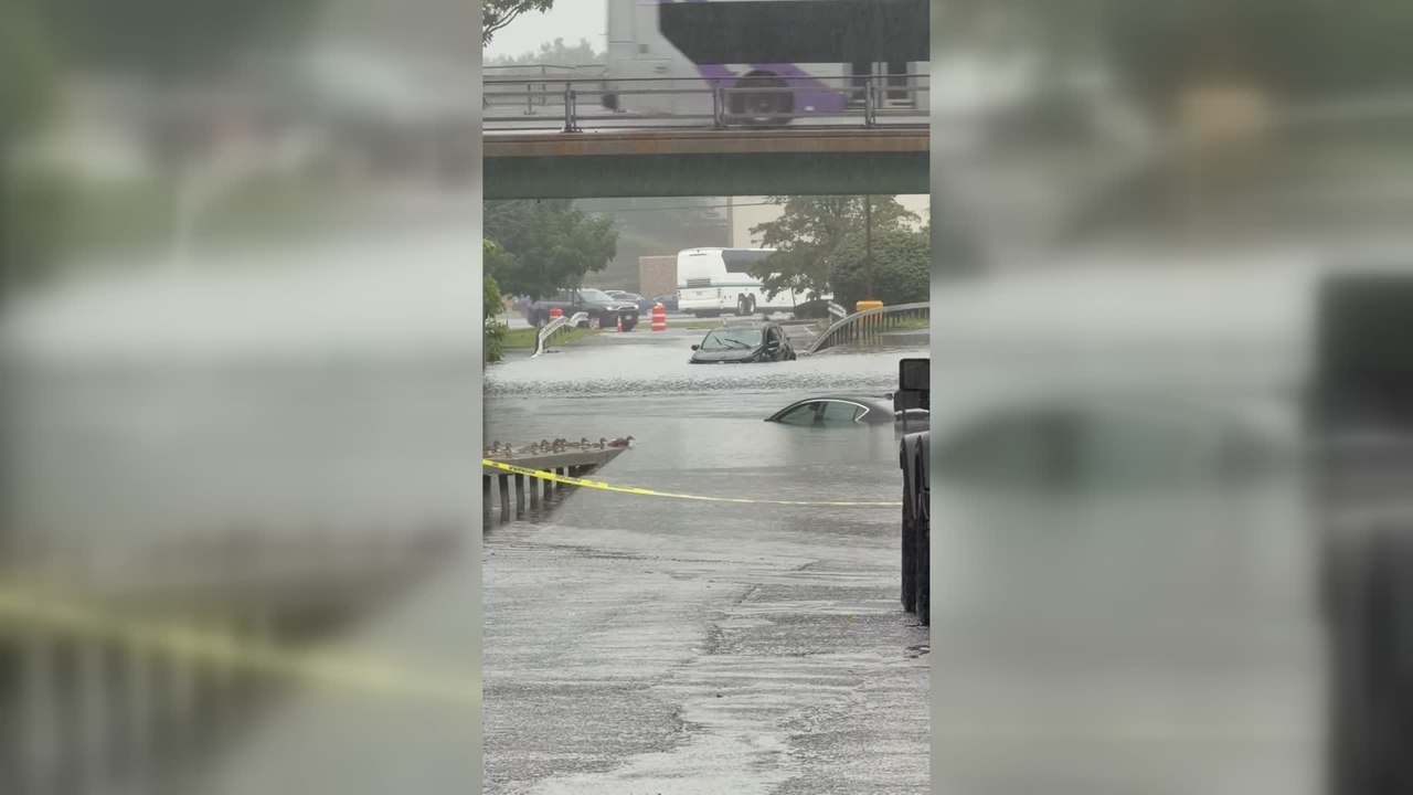 Mother Duck Leads Ducklings Through Flooded Roadway