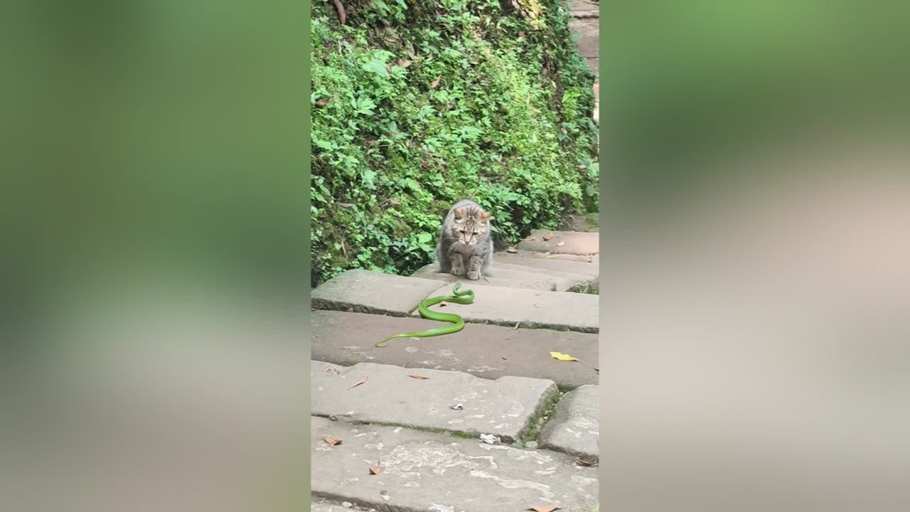 Cat and Snake Face off in Dramatic Mountainside Standoff