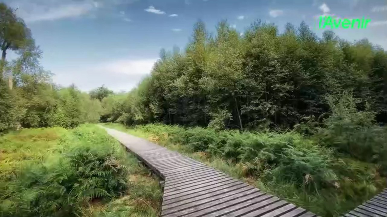 À Mochamps, un paysage de Scandinavie au cœur de l'Ardenne
