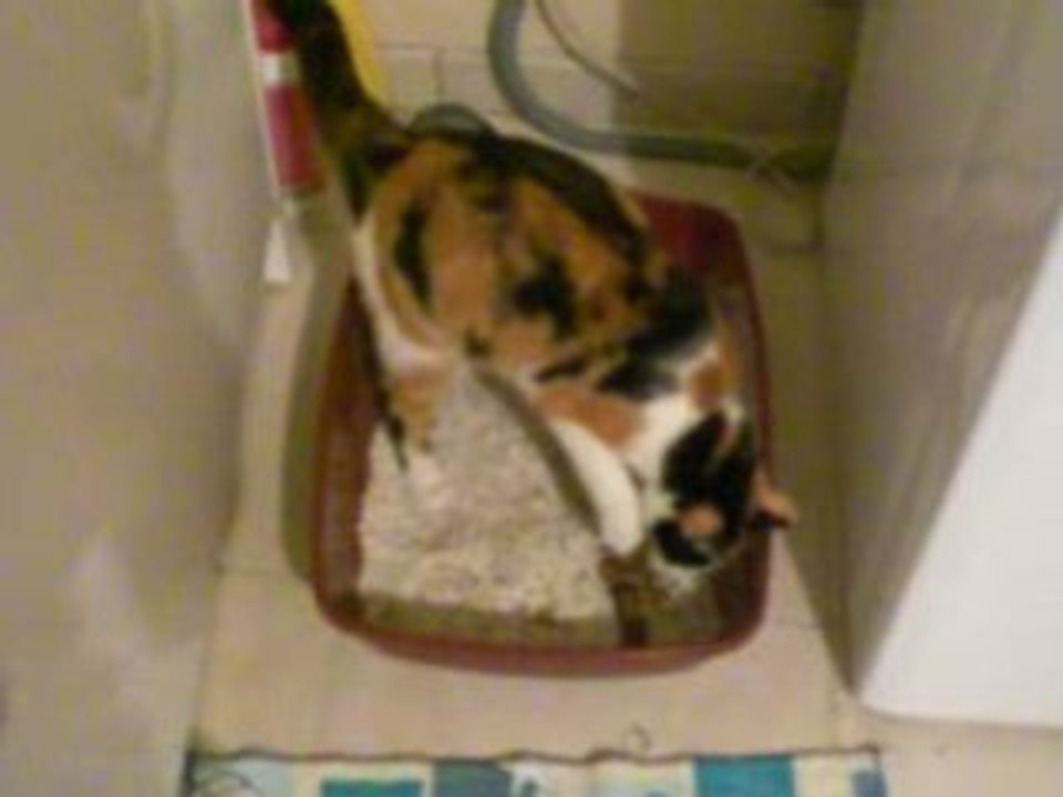 chat completement debile