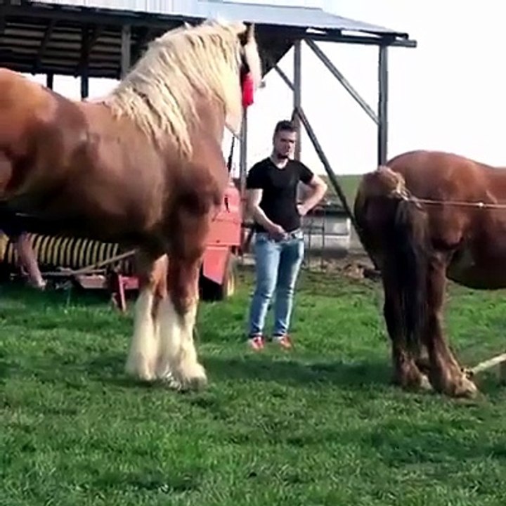 🐎 Inside the Horse Breeding Season