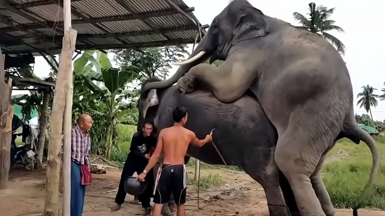 🐘 Wild Elephant Documentary