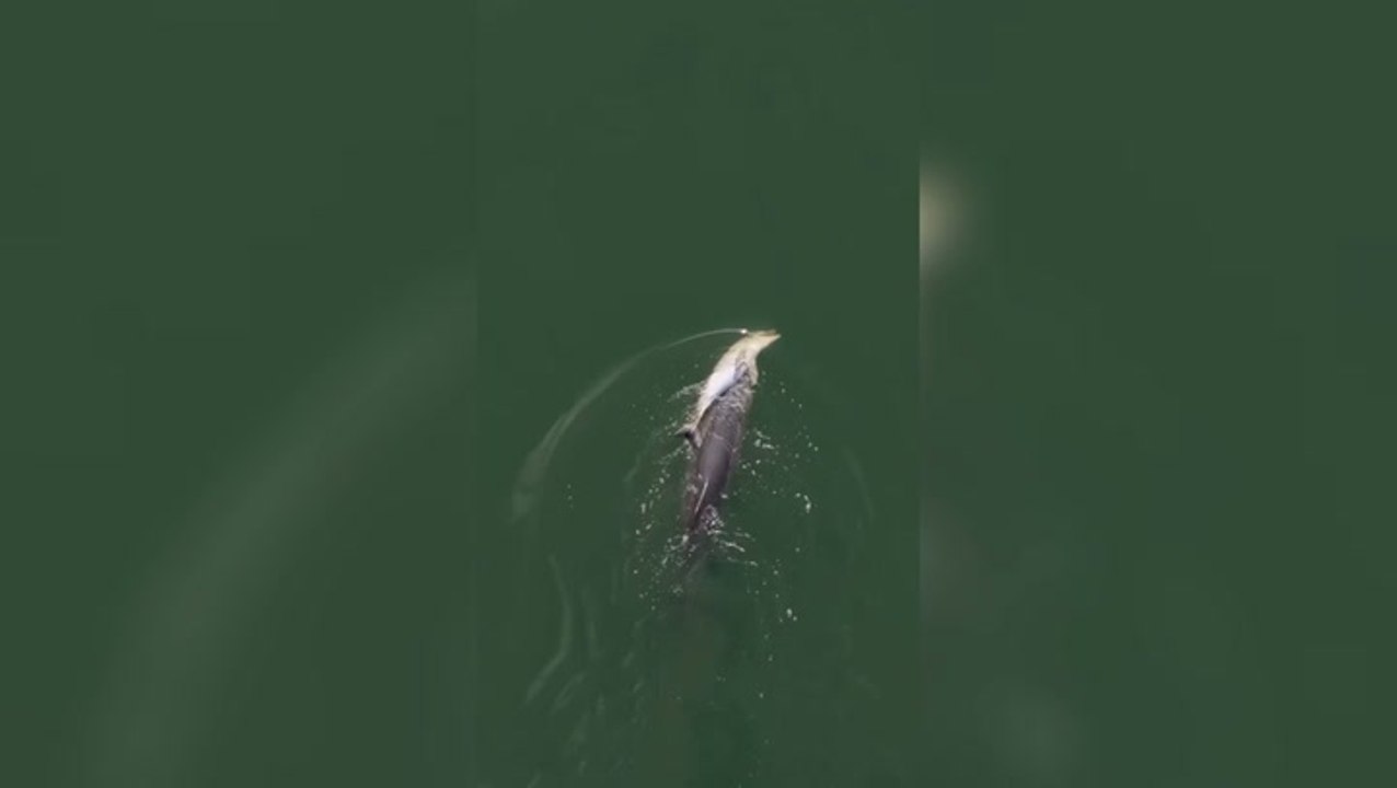 Mother dolphin filmed carrying dead calf through sea for six days in heartbreaking footage
