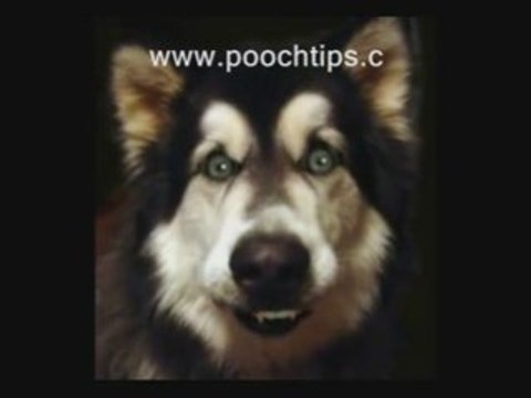 Clicker Training Dog And Puppies