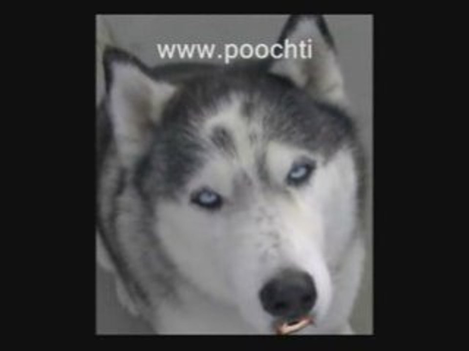 Dog Health Changes And Symptoms Of Sick Dog