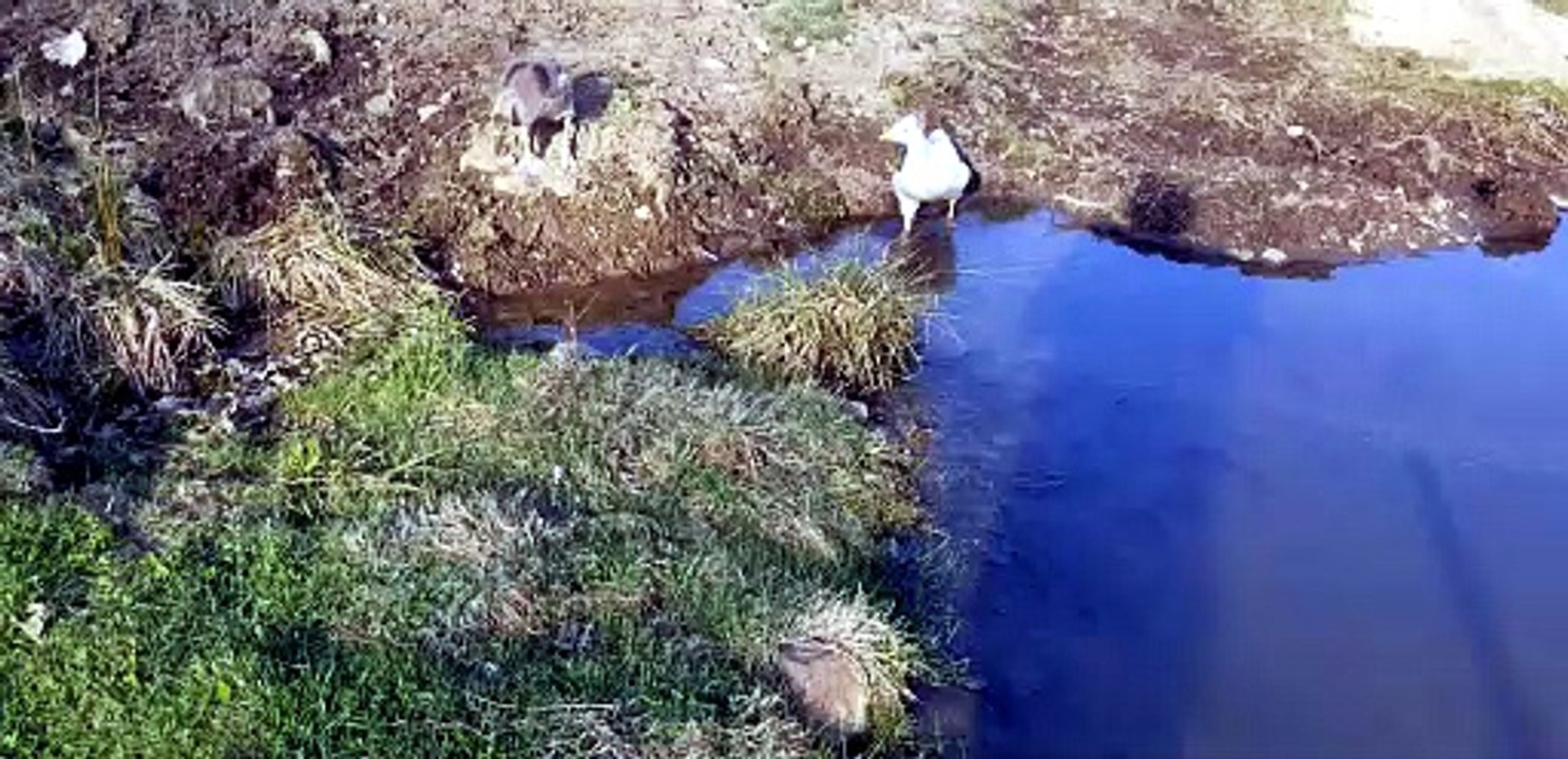 Baby Tooey convinces Lemongrab that a grassy lunch is a better idea than a pond dip. | #SparklegleamFarm #Tooey #Lemongrab #farm #geese #farmanimals #soft #cute