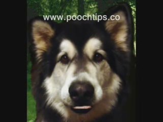 Training Tips For Puppies