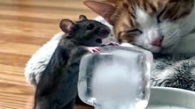 Cute cat