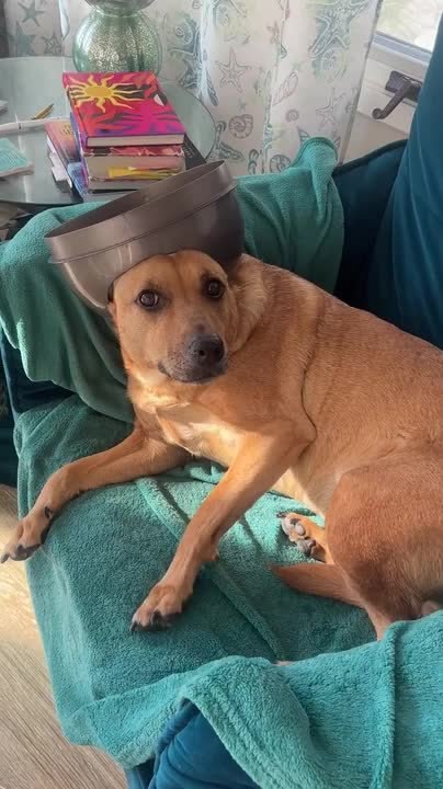 Dog Wears Trash Can Lid Like Crown