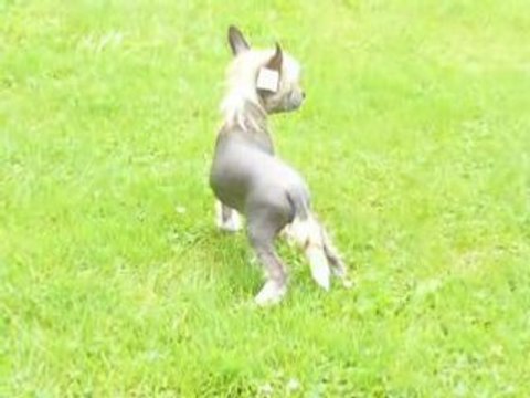 chien chinois a crète