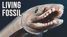 Le requin à collerette : le fossile vivant au look de serpent et à l'appétit monstrueux