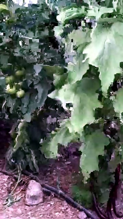Have you eaten snake eggplant?