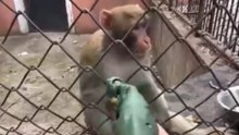 Funny monkey