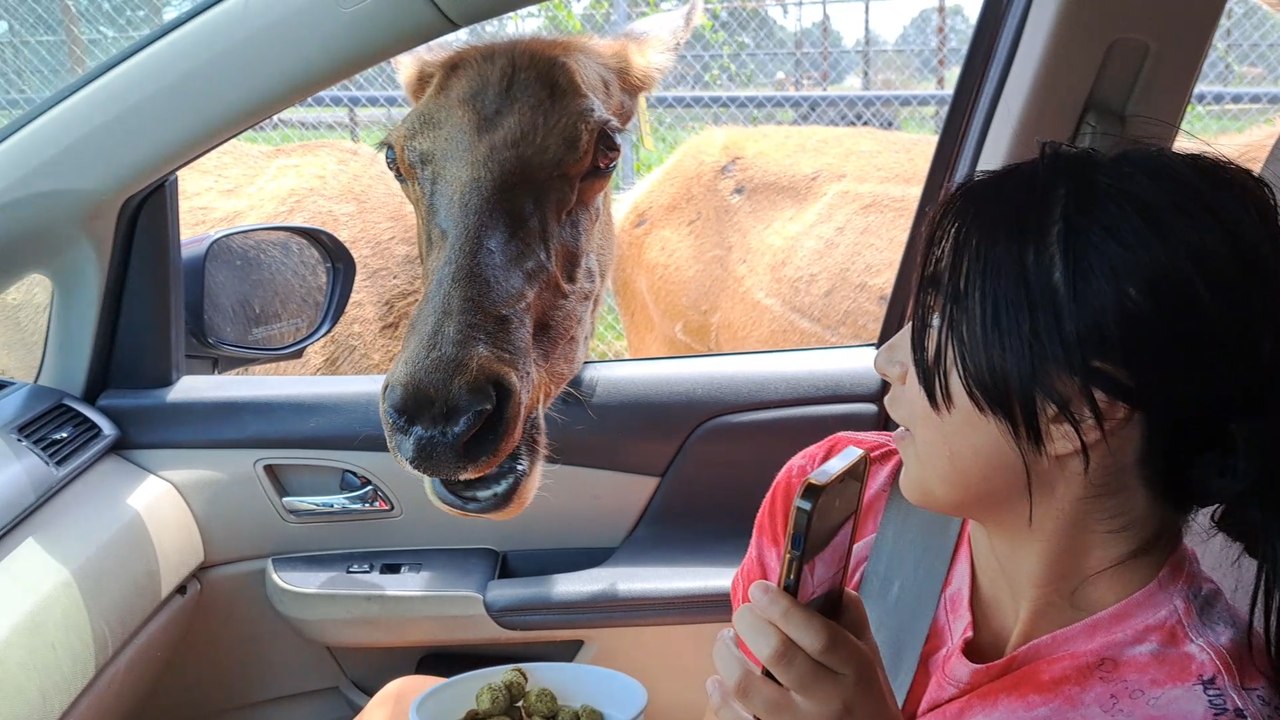 Snack Time Turns Into a Hilarious Fail as Hungry Elk Leans Into Car