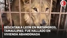Aseguran león en condición precaria en vivienda de Matamoros