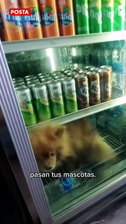 Guía rápida para proteger a tus mascotas del calor extremo en Nuevo León