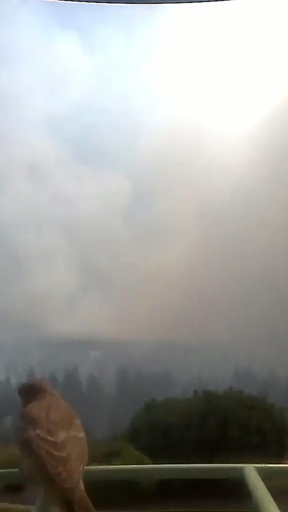 Bird gets front-row seat to fast-moving Spokane wildfires