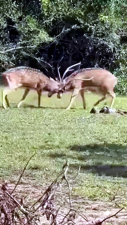 Breathtaking Wildlife Video Of Two Male Spotted Deer Locking Antlers In A Brutal Ground Duel