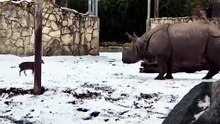 A brave 28-pound muntjac deer challenges a 1.7-ton rhino at the Wrocław Zoo