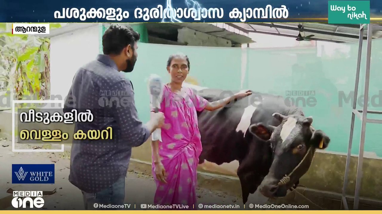 വീട്ടിൽ വെള്ളം കയറി, കന്നുകാലികളുമായി ദുരിതാശ്വാസ ക്യാമ്പിലെത്തി വീട്ടമ്മ