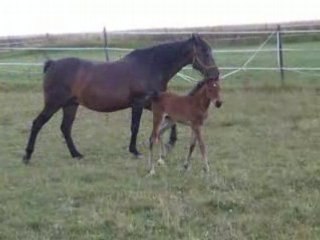 Ushuaia de la Fosse par Pidji du Tilia 12.07.08 1
