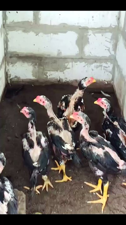 Pelihara Ayam Kampung