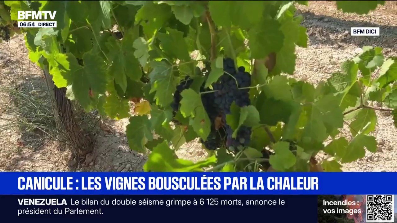 Canicule: les récoltes des vignes s’annoncent précoces en 2026
