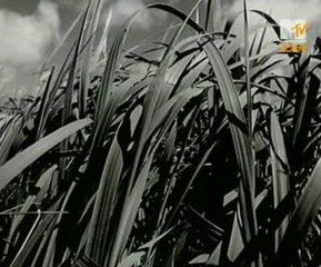 Black - Wonderful Life