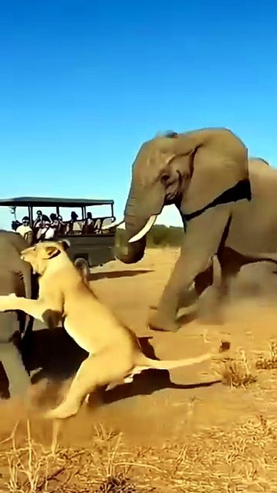 Giant Elephant in the Wild: Amazing Wildlife Encounter🐘