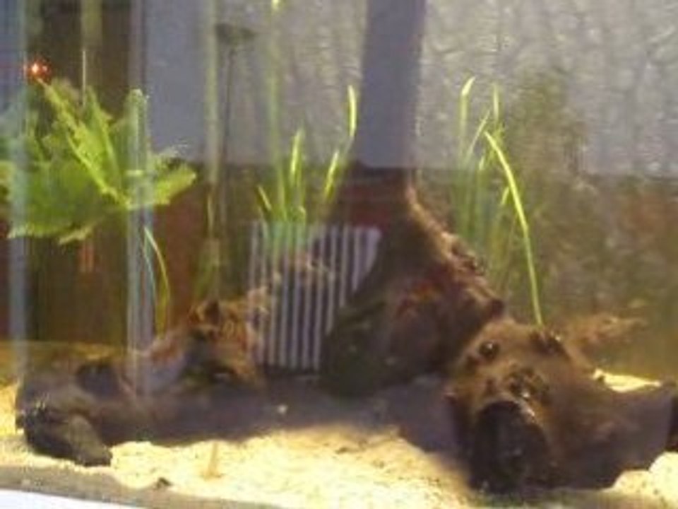 aquarium de la salle
