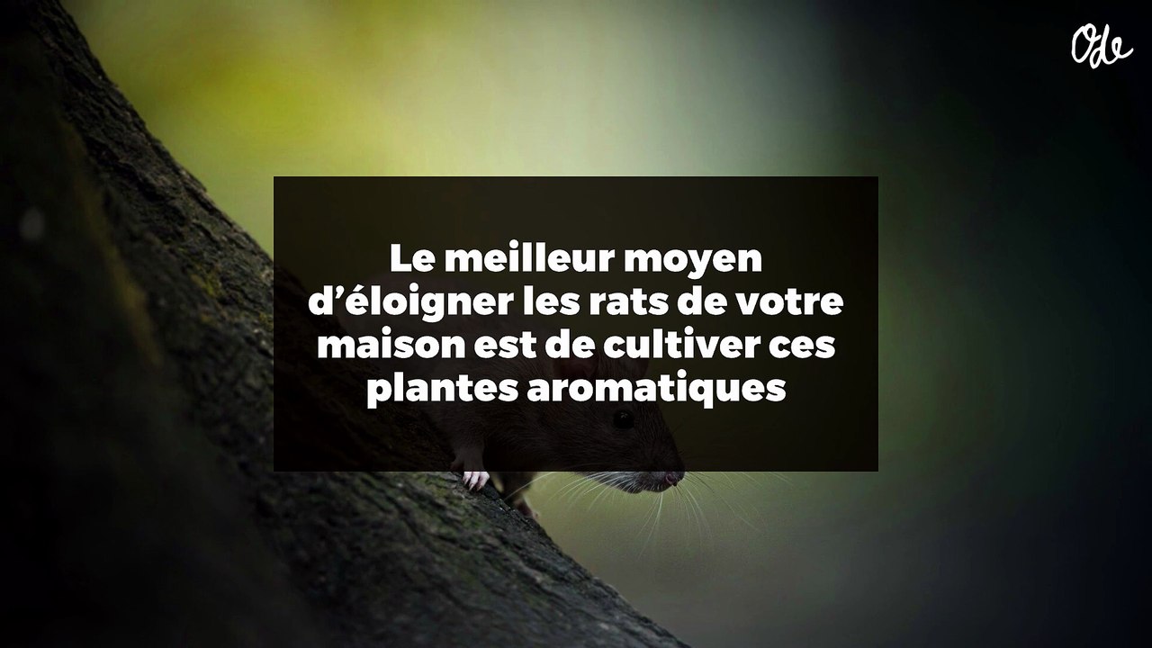 Le meilleur moyen d’éloigner les rats de votre maison est de cultiver ces plantes aromatiques