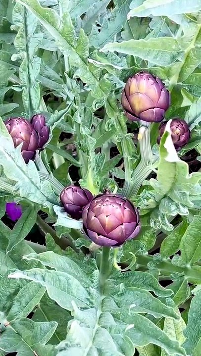Purple Artichoke Vegetable