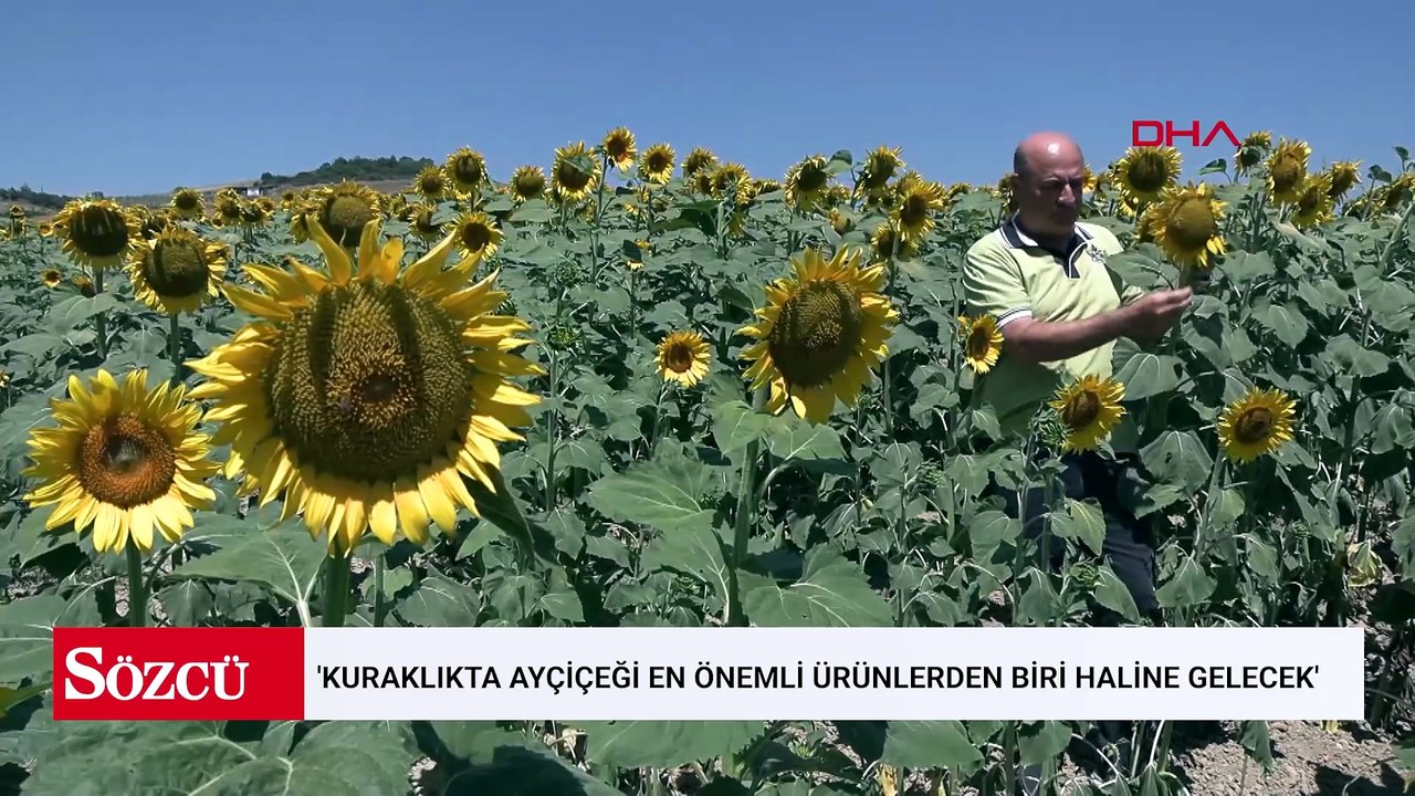 'Kuraklıkta ayçiçeği en önemli ürünlerden biri haline gelecek'